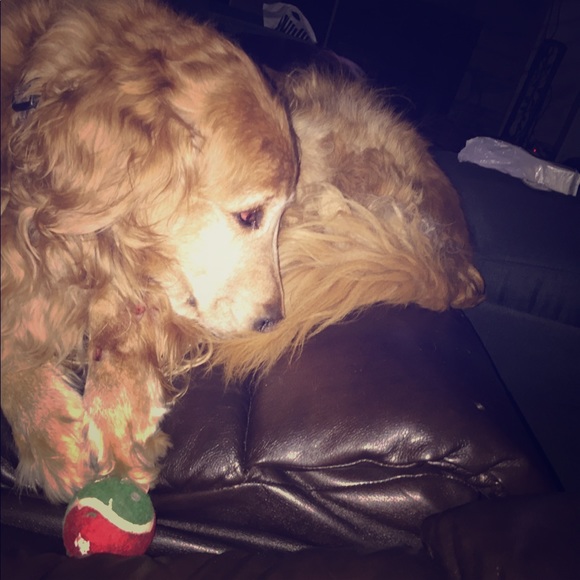 Meet your Posher, Haley - Picture 1 of 1